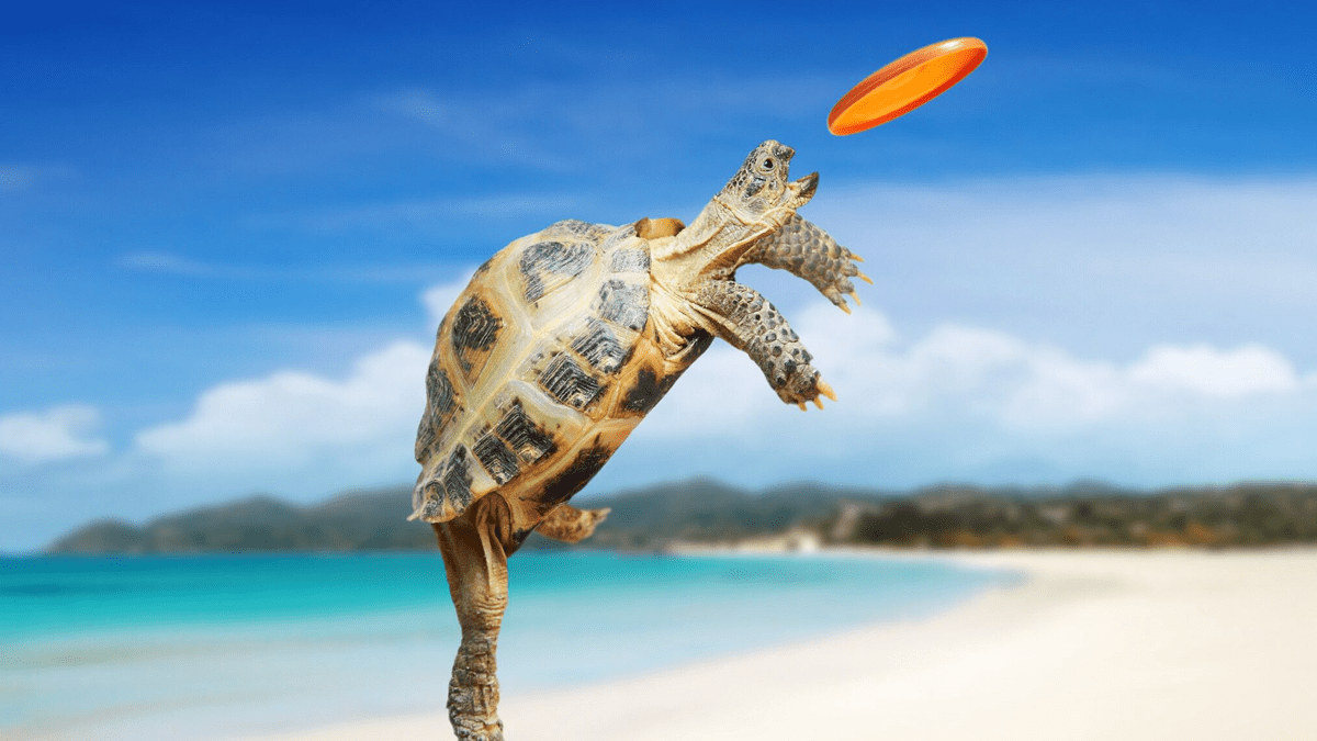 And the Tortoise Won the Race