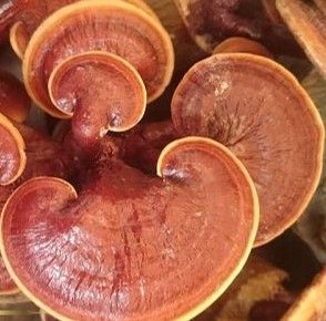 The Magic of Mushrooms